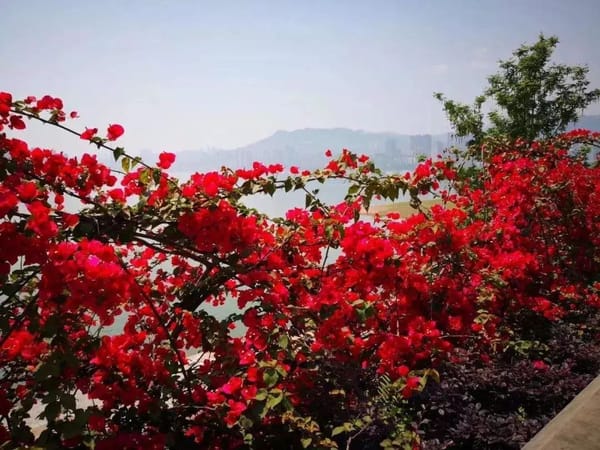 廣州全市實(shí)體書店、“花城書房”、農(nóng)家書屋、報(bào)刊亭等連成“紅色書海”—— 木棉盛放，書香羊城換“紅裝”